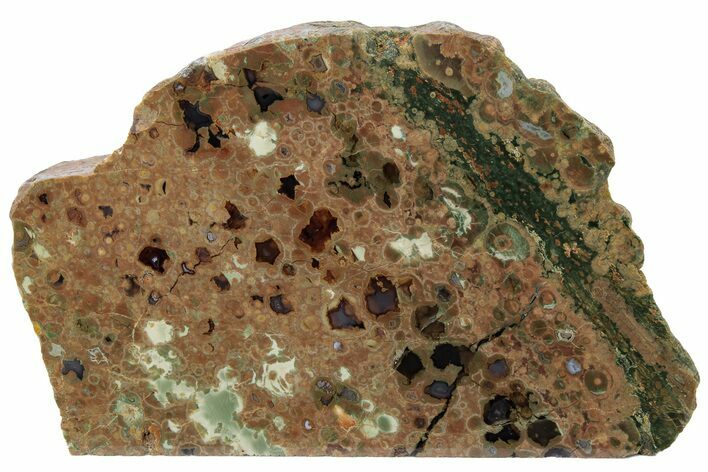 Polished Rainforest Jasper (Rhyolite) Section - Australia #221935